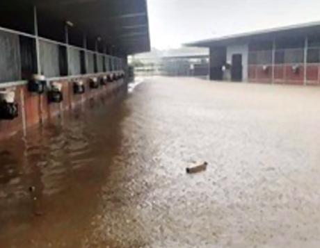 The whole stable went under' - floods wreak havoc on Australia's east coast